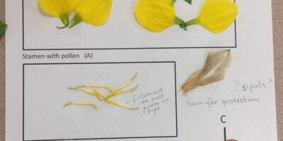 Year 3 - Flower Dissection