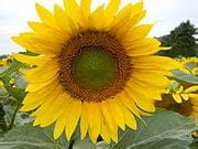 Sunflowers in Reception Class